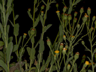 Image of Telegraph Weed  - Heterotheca grandiflora 