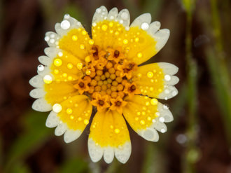 Image of Tidy Tips  - Layia platyglossa 