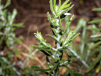 Image of Two Tone Everlasting  - Pseudognaphalium biolettii 