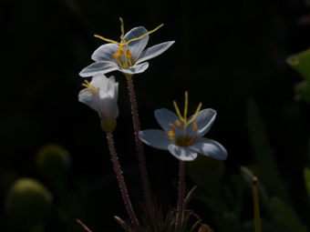 Image of Variable Linanthus  - Leptosiphon parviflorus 