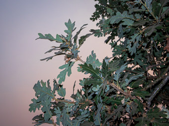 Image of Valley Oak  - Quercus lobata 