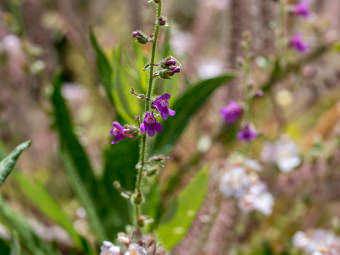 Image of Violet Snapdragon  - Antirrhinum nuttallianum 