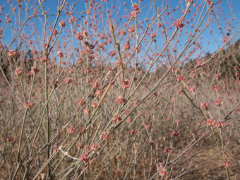 Image of Wand Buckwheat  - Eriogonum elongatum 