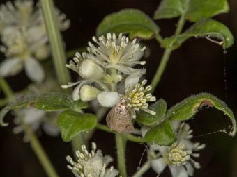 Image of Western Virgins Bower  - Clematis ligusticifolia 