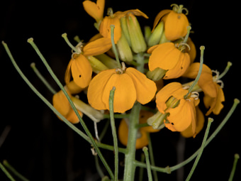 Image of Western Wallflower  - Erysimum capitatum 