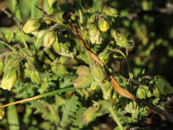 Image of Whispering Bells  - Emmenanthe penduliflora 