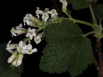 Image of White Chaparral Currant  - Ribes indecorum 