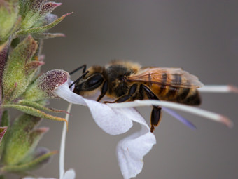 Image of White Sage  - Salvia apiana 