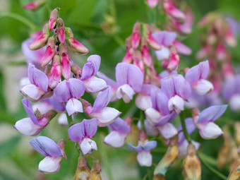 Image of Wild Sweet Pea  - Lathyrus vestitus 