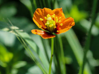 Image of Wind Poppy  - Papaver heterophyllum 