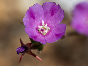 Image of Wine Cup Clarkia  - Clarkia purpurea 