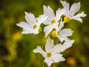 Image of Woodland Star  - Lithopragma affine 