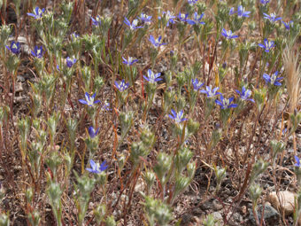 Image of Wooly Sapphire  - Eriastrum sapphirinum  