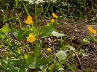 Image of Yellow Monkey Flower  - Diplacus brevipes 