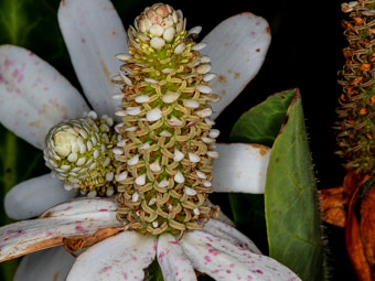 Image of Yerba Mansa  - Anemopsis californica 