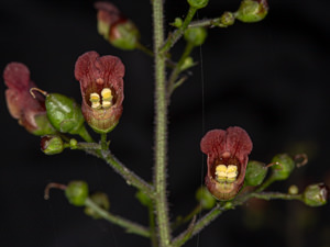 Image of Bee Plant  - Scrophularia californica 