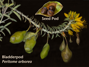 Image of Bladderpod  - Peritome arborea 