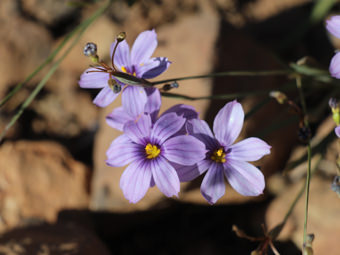 Image of Blue-Eyed Grass  - Sisyrinchium bellum 