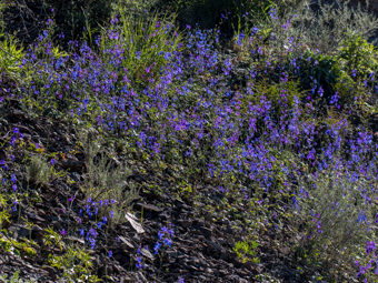 Image of Blue Larkspur  - Delphinium parryi 