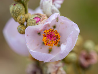 Image of Bush Mallow  - Malacothamnus fasciculatus 