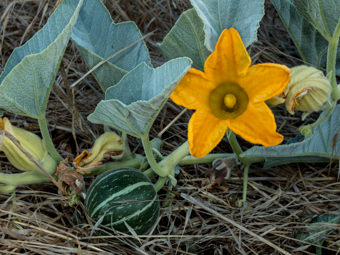 Image of Calabazilla  - Cucurbita foetidissima 