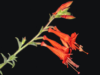 Image of California Fuchsia  - Epilobium canum 