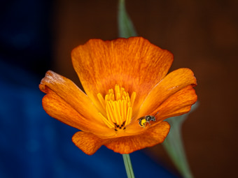 Image of California Poppy  - Eschscholzia californica 