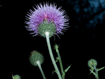 Image of California Thistle  - Cirsium occidentale var. californ 