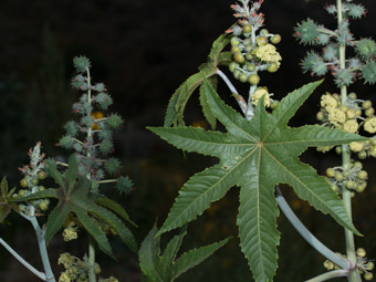 Image of Castor Bean  - Ricinis communis 