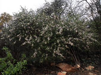 Image of Ceanothus  - Ceanothus Species 