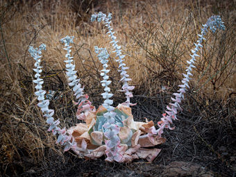 Image of Chalk Live-Forever  - Dudleya pulverulenta 