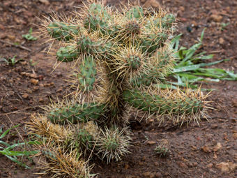 Image of Coast Cholla  - Cylindropuntia prolifera 