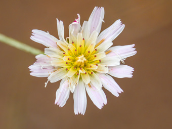 Image of Cliff Aster  - Malacothrix saxatilis  