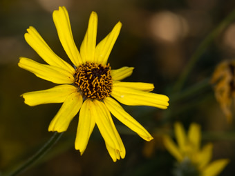 Image of Bush Sunflower  - Encelia californica 