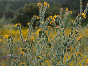 Image of Common Fiddleneck  - Amsinckia intermedia 