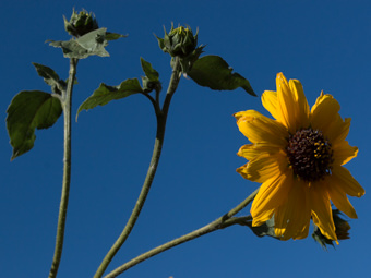 Image of Common Sunflower  - Helianthus annus  