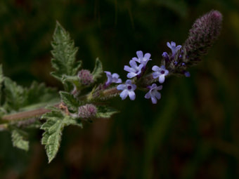 Image of Common Vervain  - Verbena lasiostachys 