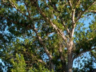 Image of Cottonwood  - Populus fremontii 