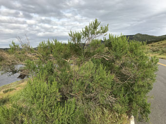 Image of Coyote Brush  - Baccharis pilularis 