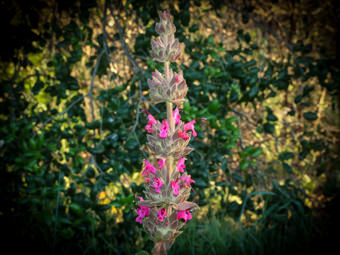 Image of Crimson Pitcher Sage  - Salvia spathacea 