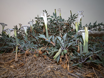 Image of Datura  - Datura species 