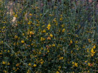 Image of Deerweed  - Acmispon glaber 