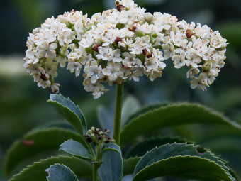 Image of Elderberry  - Sambucus nigra subsp. caerulea 