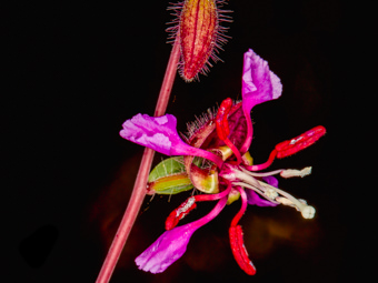 Image of Elegant Clarkia  - Clarkia unguiculata 