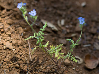 Image of Fern-Leaf Phacelia  - Phacelia distans 