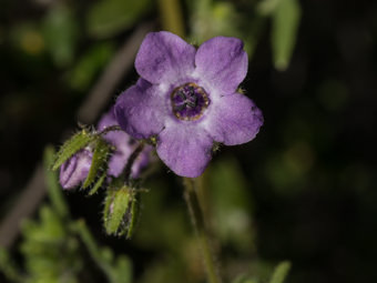 Image of Fiesta Flower  - Pholistoma auritum 