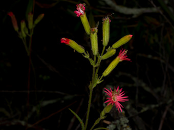 Image of Fringed Indian Pink  - Silene laciniata 