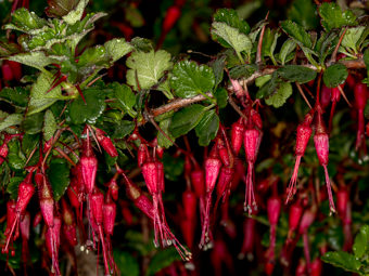 Image of Fuchsia-Flowered Gooseberry  - Ribes speciosum 