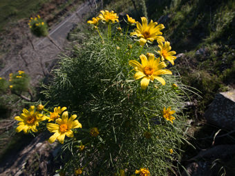 Image of Giant Coreopsis  - Coreopsis gigantea 