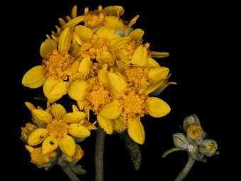 Other similar plants: 